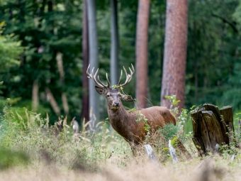 Produktbild: CALVENDO Puzzle Juli: Der Beihirsch reagiert sich im Wald am Geb&uuml;sch ab. | 1000 Teile Lege-Gr&ouml;&szlig;e 64x48cm Foto-Puzzle f&uuml;r gl&uuml;ckliche Stunden