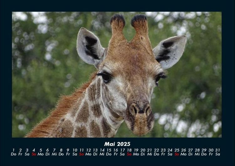 Produktbild: Giraffen 2025 Fotokalender DIN A4