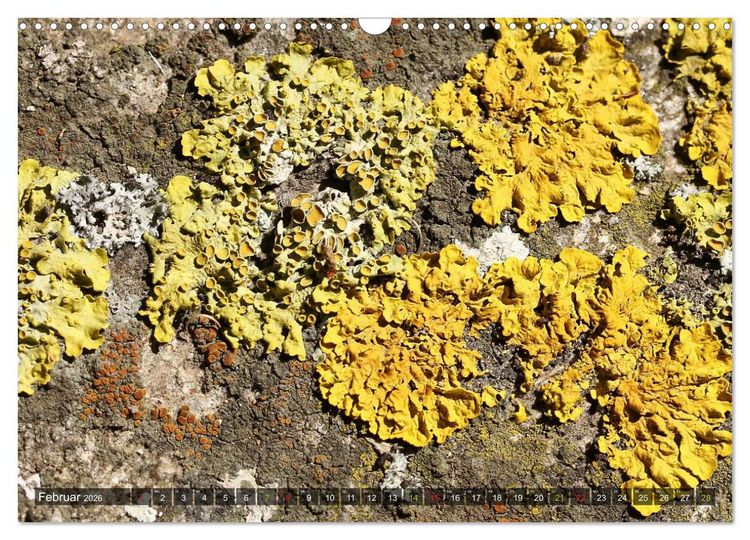 Produktbild: Krustenflechten - Pioniere auf Fels (Wandkalender 2026 DIN A3 quer), CALVENDO Monatskalender