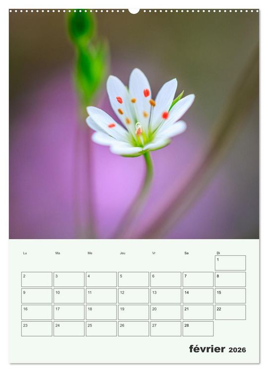 Produktbild: Les fleurs, &eacute;ternelles &eacute;phem&egrave;res (Calendrier mural 2026 DIN A2 horizontal) calendrier de bureau