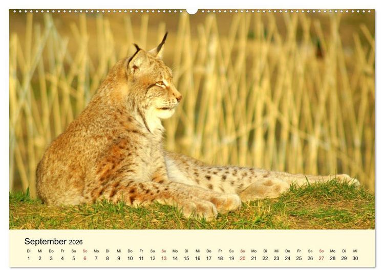 Produktbild: Scheue Wildtiere in heimischen W&auml;ldern und Bergen (hochwertiger Premium Wandkalender 2026 DIN A2 quer), Kunstdruck in Hochglanz