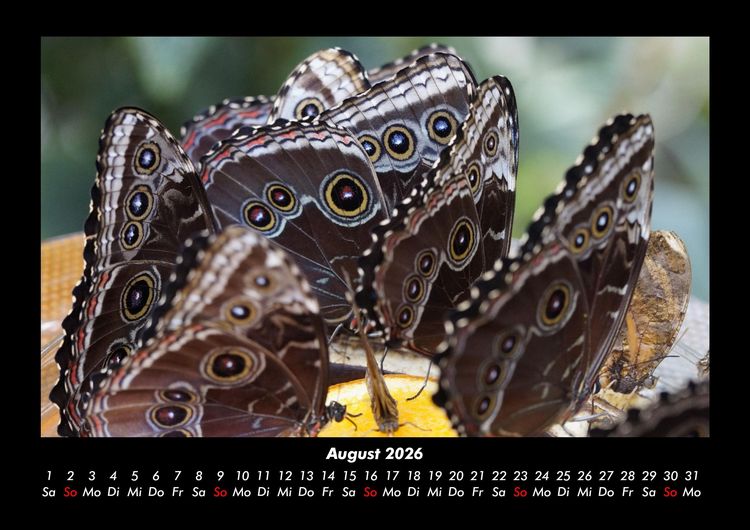 Produktbild: Bunte Pracht der Schmetterlinge 2026 Fotokalender DIN A3