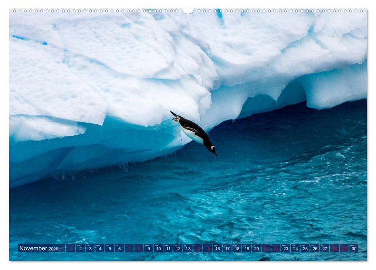 Produktbild: Antarctica Glaciers, seals and penguins (High Quality Premium Wall Calendar 2026 DIN A2 landscape),CALVENDO 12 Month Wall Calendar