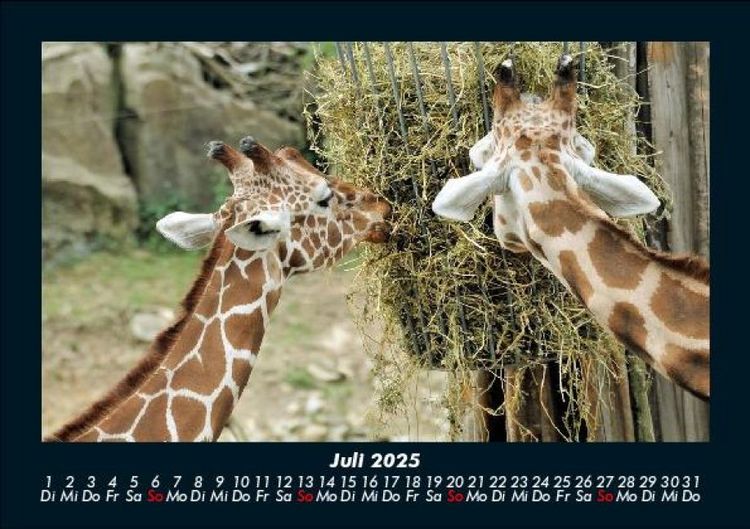 Produktbild: Giraffen 2025 Fotokalender DIN A5