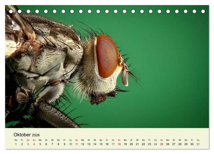 Produktbild: Insekten. Faszinierend und wichtig (Tischkalender 2026 DIN A5 quer), CALVENDO Monatskalender