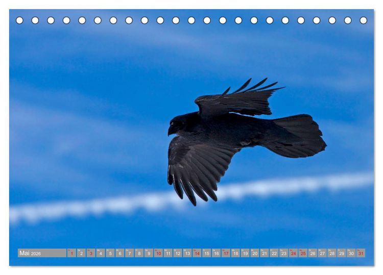 Produktbild: Wir sind die fliegenden Stars (Tischkalender 2026 DIN A5 quer), CALVENDO Monatskalender