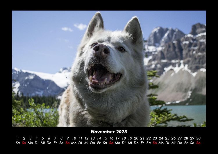 Produktbild: Hundezauber 2025 Fotokalender DIN A3