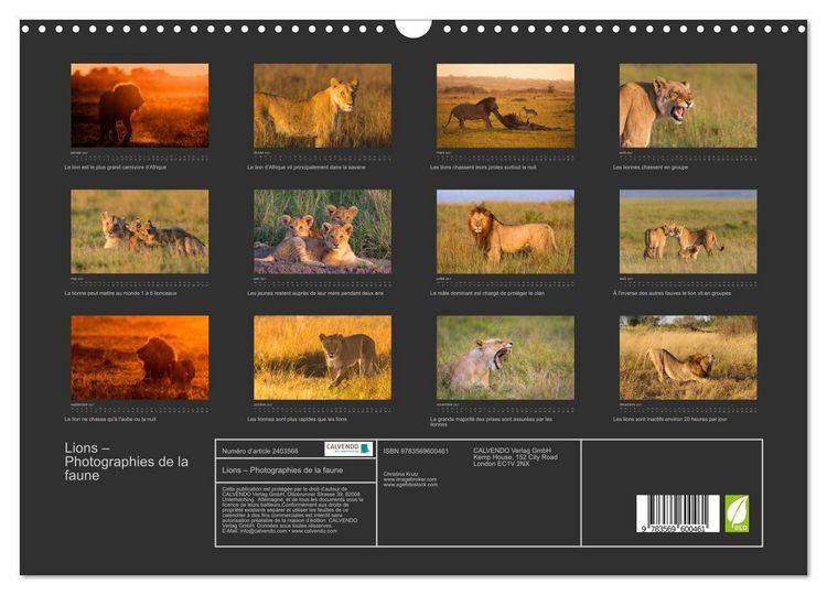 Produktbild: Lions &ndash; Photographies de la faune (Calendrier mural 2027 DIN A3 vertical), CALVENDO calendrier mensuel