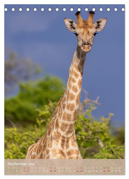 Produktbild: Giraffe Tales (Desk Calendar 2026 DIN A5 portrait), CALVENDO 12 Month DeskCalendar
