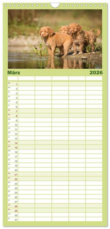 Produktbild: Familienplaner 2026 - Toller - Nova Scotia Duck Tolling Retriever mit 5 Spalten (Wandkalender, 21 x 45 cm) CALVENDO