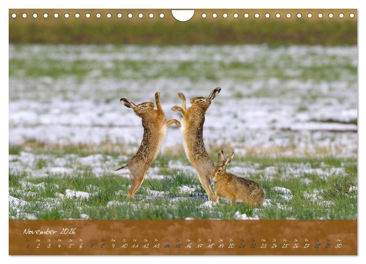 Produktbild: Feldhasen in H&ouml;chstform (Wandkalender 2026 DIN A4 quer), CALVENDO Monatskalender