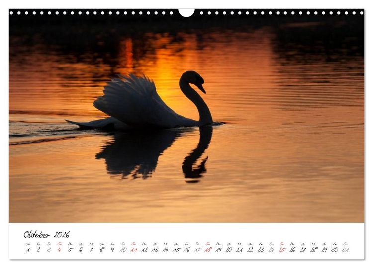 Produktbild: Ein Jahr mit den Schw&auml;nen (Wandkalender 2026 DIN A3 quer), CALVENDO Monatskalender