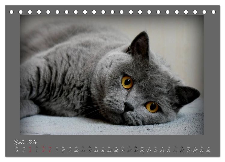 Produktbild: GRAUE ENGEL Britischkurzhaar-Katzen (Tischkalender 2026 DIN A5 quer), CALVENDO Monatskalender