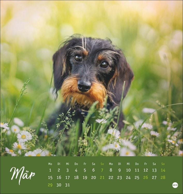 Produktbild: Dackel Postkartenkalender 2027