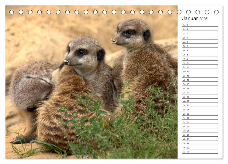Produktbild: Erdm&auml;nnchen - Die Kobolde im Tierreich (Tischkalender 2026 DIN A5 quer), CALVENDO Monatskalender