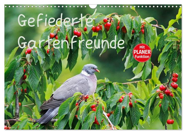 Produktbild: Gefiederte Gartenfreunde (Wandkalender 2026 DIN A3 quer), CALVENDO Monatskalender