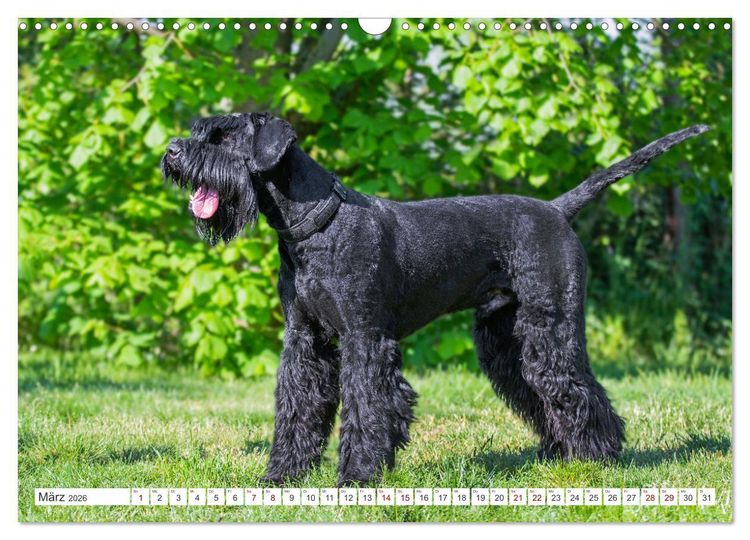 Produktbild: Unsere Freunde auf vier Pfoten - Hunde (Wandkalender 2026 DIN A3 quer), CALVENDO Monatskalender