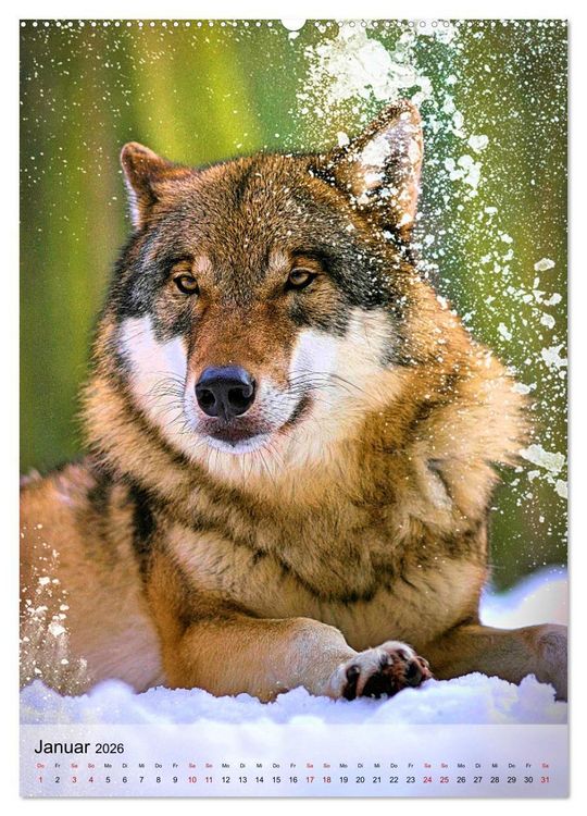 Produktbild: Das Wesen der W&ouml;lfe (Wandkalender 2026 DIN A2 hoch), CALVENDO Monatskalender