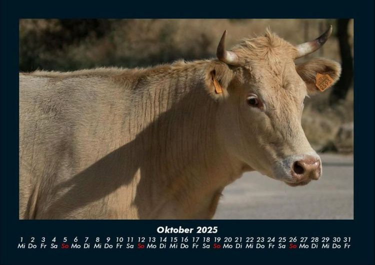 Produktbild: Kuhkalender 2025 Fotokalender DIN A4