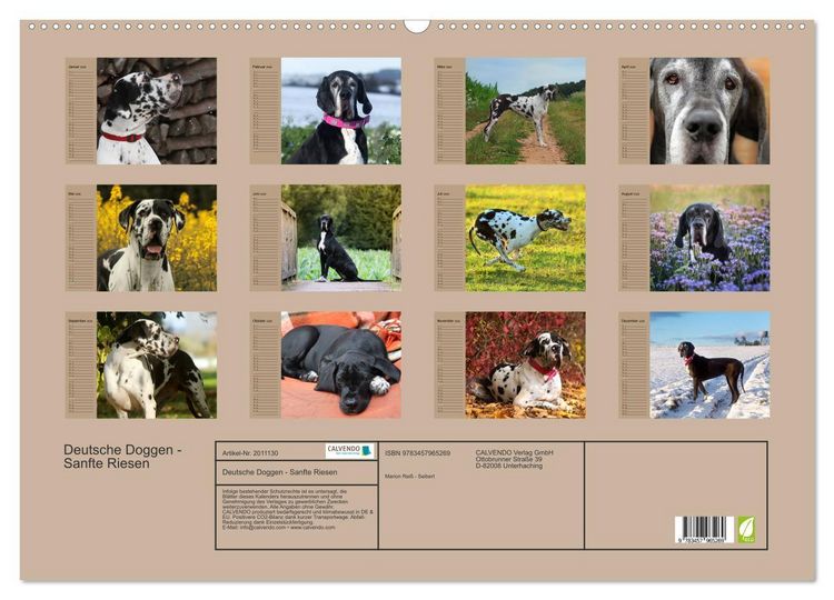Produktbild: Deutsche Doggen - Sanfte Riesen (Wandkalender 2026 DIN A2 quer), CALVENDO Monatskalender