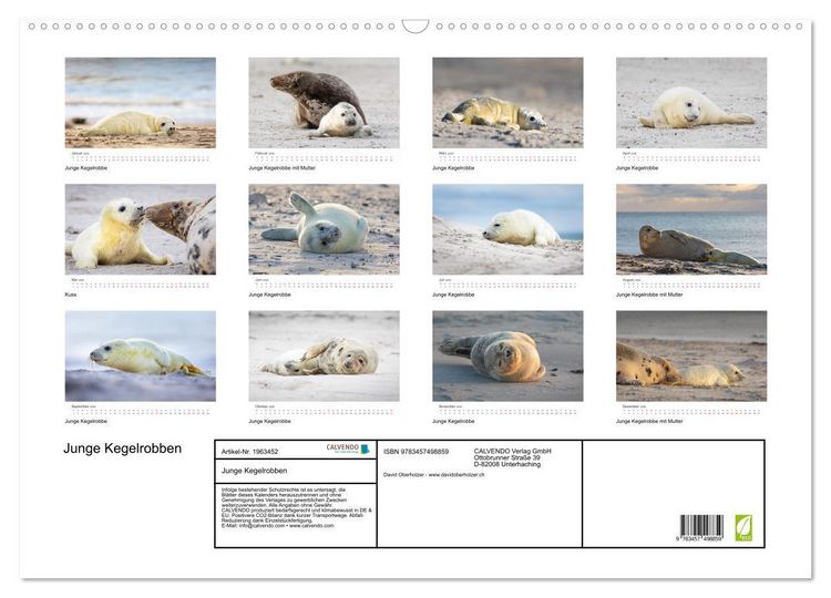 Produktbild: Junge Kegelrobben (Wandkalender 2026 DIN A2 quer), CALVENDO Monatskalender
