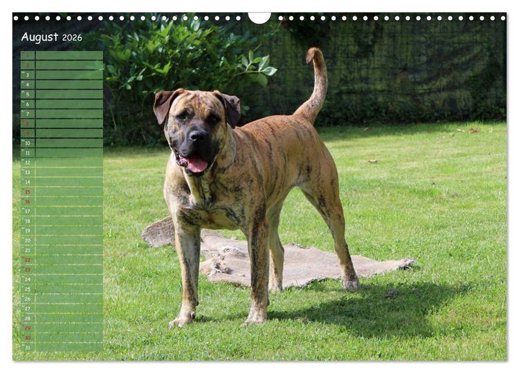 Produktbild: Dogo Canario (Wandkalender 2026 DIN A3 quer), CALVENDO Monatskalender