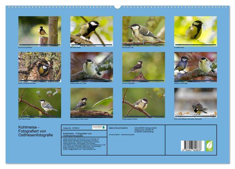 Produktbild: Kohlmeise - Fotografiert von Ostfriesenfotografie (Wandkalender 2026 DIN A2 quer), CALVENDO Monatskalender