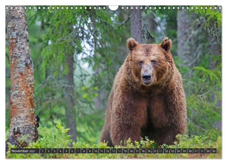 Produktbild: Magie des Augenblicks - B&auml;ren in nordischen W&auml;ldern (Wandkalender 2027 DIN A3 quer), CALVENDO Monatskalender