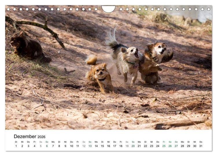 Produktbild: Chihuahuas - kleine Herzensbrecher (Wandkalender 2026 DIN A4 quer), CALVENDO Monatskalender