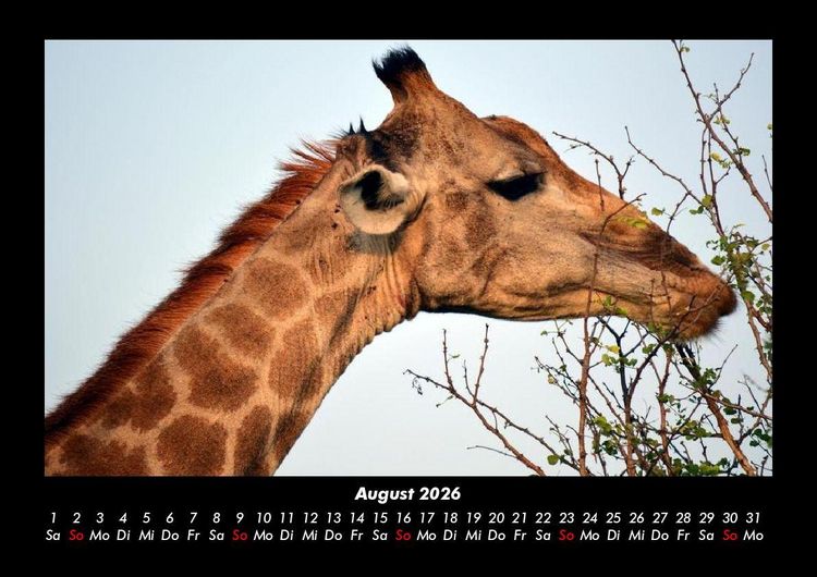 Produktbild: Giraffen 2026 Fotokalender DIN A3