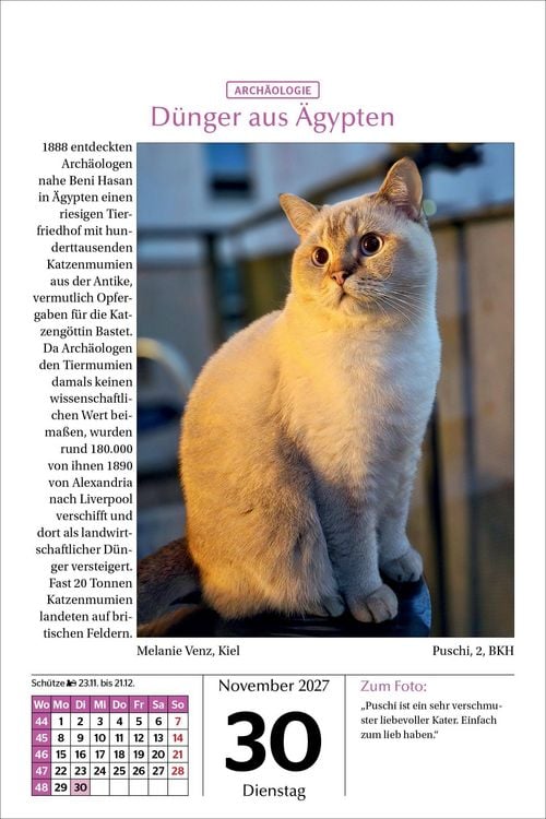 Produktbild: Katzen Tageskalender 2027