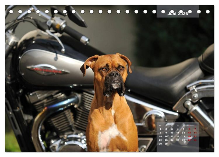 Produktbild: Typisch Boxer (Tischkalender 2026 DIN A5 quer), CALVENDO Monatskalender