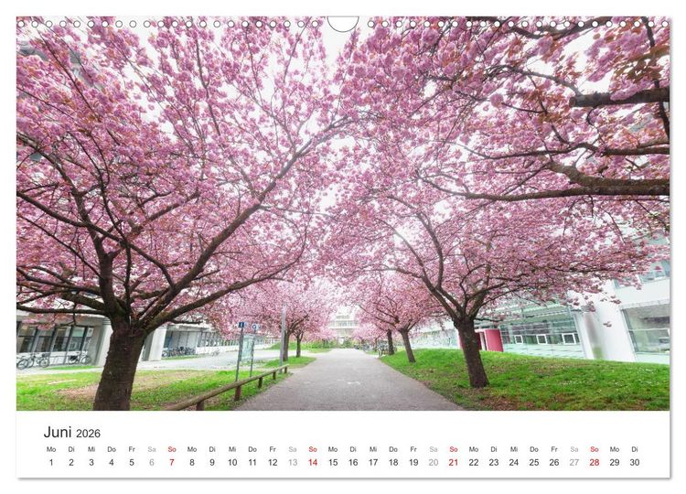 Produktbild: Heidelberg im Fokus (Wandkalender 2026 DIN A3 quer), CALVENDO Monatskalender
