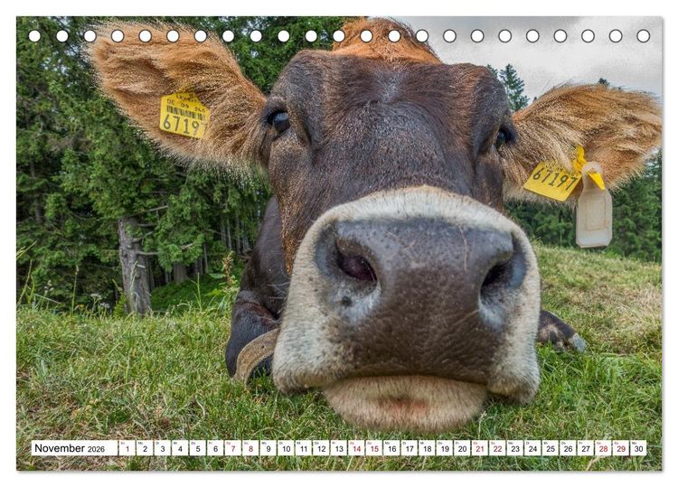 Produktbild: Kuhle Typen (Tischkalender 2026 DIN A5 quer), CALVENDO Monatskalender