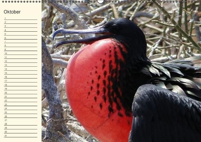 Produktbild: Gal&aacute;pagos Geburtstagskalender (Wandkalender immerw&auml;hrend DIN A2 quer)