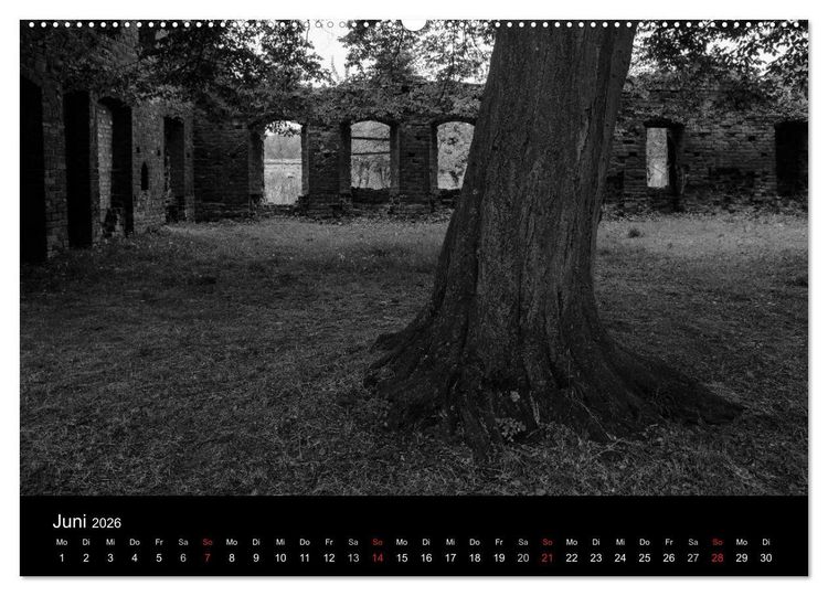 Produktbild: B&auml;ume trees 2026 (Wandkalender 2026 DIN A2 quer), CALVENDO Monatskalender