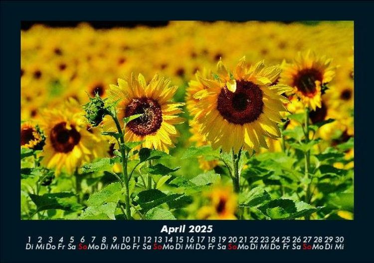 Produktbild: Blumentraum 2025 Fotokalender DIN A5