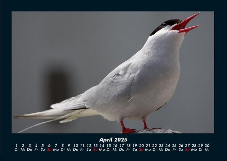Produktbild: V&ouml;gel 2025 Fotokalender DIN A4