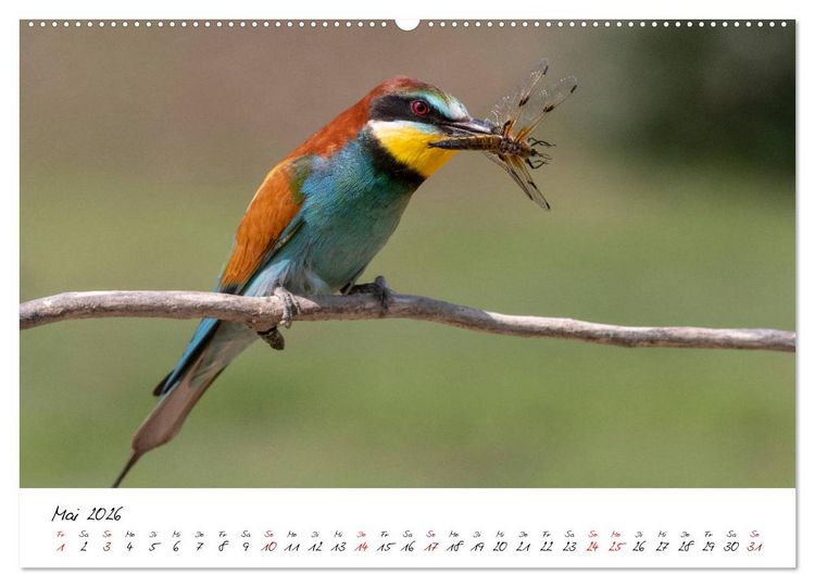 Produktbild: Heimische Vogelwelt (hochwertiger Premium Wandkalender 2026 DIN A2 quer), Kunstdruck in Hochglanz