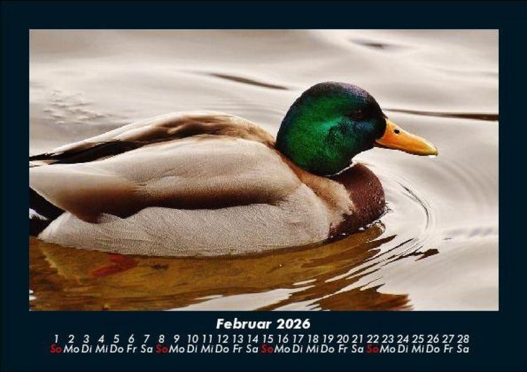 Produktbild: Enten 2026 Fotokalender DIN A5