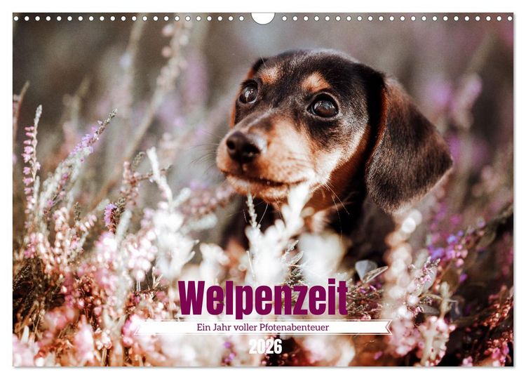 Produktbild: Welpenzeit - Ein Jahr voller spannender Pfotenabenteuer (Wandkalender 2026 DIN A3 quer), CALVENDO Monatskalender
