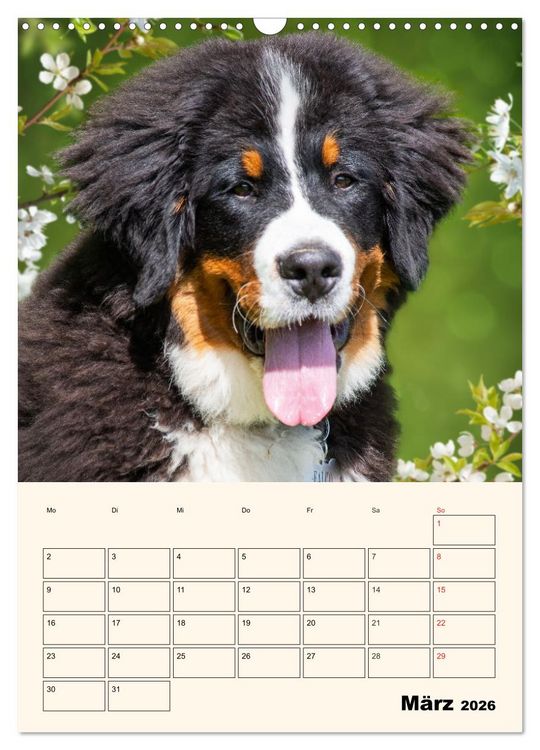 Produktbild: Traumhaft sch&ouml;n - Der Berner Sennenhund (Wandkalender 2026 DIN A3 hoch), CALVENDO Monatskalender