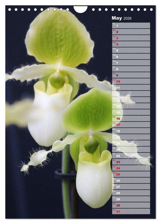 Produktbild: Orchids - Infinite Variety (Wall Calendar 2026 DIN A4 portrait), CALVENDO 12 Month Wall Calendar