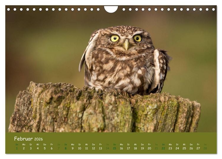 Produktbild: Steink&auml;uze (Athene noctua) (Wandkalender 2026 DIN A4 quer), CALVENDO Monatskalender