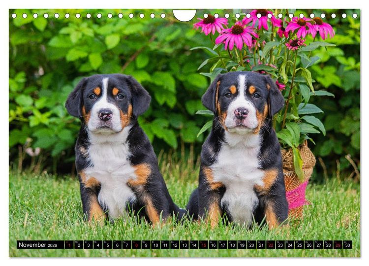 Produktbild: Ein Hund zum Verlieben - Gro&szlig;er Schweizer Sennenhund (Wandkalender 2026 DIN A4 quer), CALVENDO Monatskalender