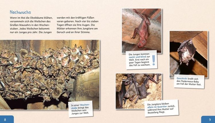 Produktbild: Meine gro&szlig;e Tierbibliothek: Die Fledermaus