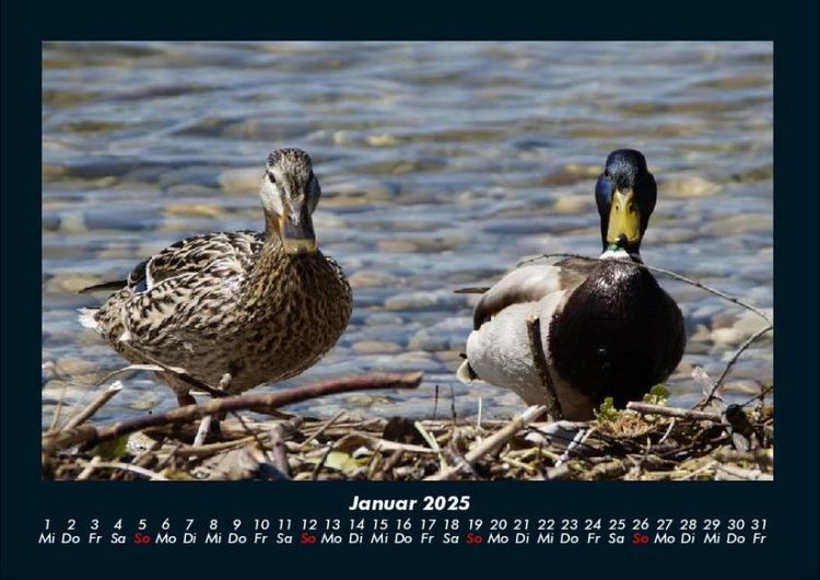 Produktbild: Enten 2025 Fotokalender DIN A4