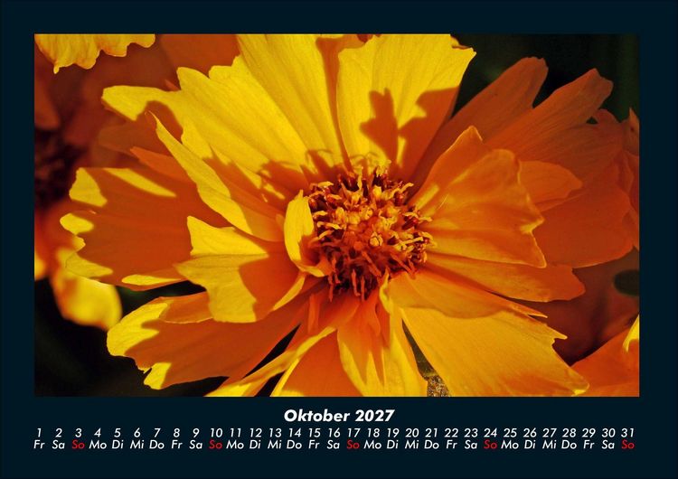 Produktbild: Blumentr&auml;ume 2027 Fotokalender DIN A4