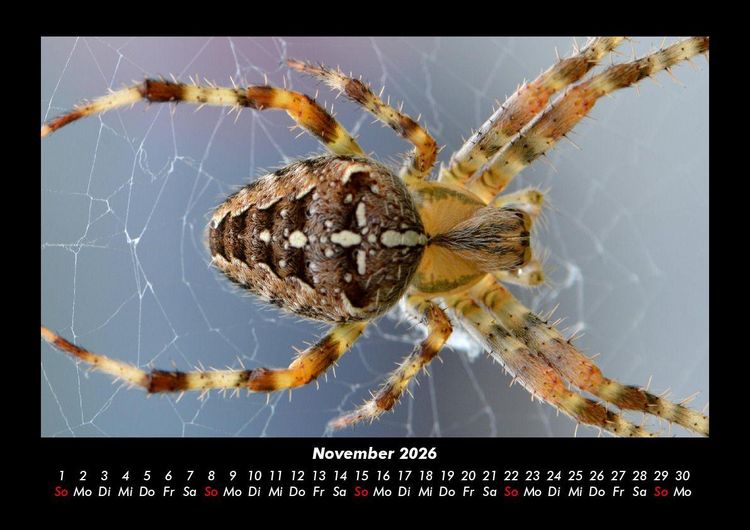Produktbild: Tiere in der Wildnis 2026 Fotokalender DIN A3