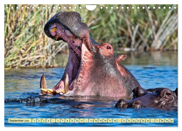 Produktbild: Flusspferde - gem&uuml;tlich gef&auml;hrlich (Wandkalender 2026 DIN A4 quer), CALVENDO Monatskalender